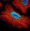 Survival Of Motor Neuron 2, Centromeric antibody, orb11380, Biorbyt, Immunocytochemistry image 