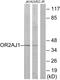 Olfactory Receptor Family 2 Subfamily AJ Member 1 antibody, PA5-38167, Invitrogen Antibodies, Western Blot image 
