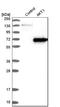 Akt antibody, HPA002891, Atlas Antibodies, Western Blot image 