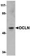 Occludin antibody, orb75208, Biorbyt, Western Blot image 
