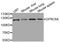 G Protein-Coupled Receptor Class C Group 6 Member A antibody, orb374186, Biorbyt, Western Blot image 