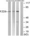 Frizzled Class Receptor 9 antibody, abx015248, Abbexa, Western Blot image 