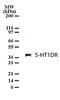 5-Hydroxytryptamine Receptor 1D antibody, PA1-41164, Invitrogen Antibodies, Western Blot image 