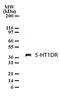 5-Hydroxytryptamine Receptor 1D antibody, PA1-41164, Invitrogen Antibodies, Western Blot image 