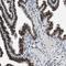 Lysine Demethylase 3B antibody, HPA016610, Atlas Antibodies, Immunohistochemistry frozen image 