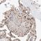 Adenosylmethionine Decarboxylase 1 antibody, HPA029281, Atlas Antibodies, Immunohistochemistry frozen image 