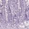 Keratin 25 antibody, NBP2-58547, Novus Biologicals, Immunohistochemistry frozen image 