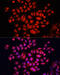 Nuclear Factor, Erythroid 2 Like 2 antibody, 13-240, ProSci, Immunofluorescence image 