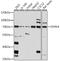 Dual Specificity Tyrosine Phosphorylation Regulated Kinase 4 antibody, A11464, Boster Biological Technology, Western Blot image 