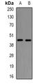 Nuclear Distribution C, Dynein Complex Regulator antibody, orb381923, Biorbyt, Western Blot image 
