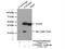 GTF2H2 Family Member C, Copy 2 antibody, 17959-1-AP, Proteintech Group, Immunoprecipitation image 