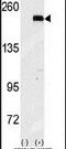 Eukaryotic Translation Initiation Factor 2 Alpha Kinase 4 antibody, PA5-13924, Invitrogen Antibodies, Western Blot image 