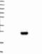 Adhesion G Protein-Coupled Receptor D1 antibody, NBP1-85142, Novus Biologicals, Western Blot image 