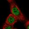 Coiled-Coil Domain Containing 97 antibody, HPA043572, Atlas Antibodies, Immunofluorescence image 