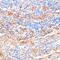 Amyloid P Component, Serum antibody, GTX55792, GeneTex, Immunohistochemistry paraffin image 