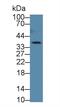 Cathepsin Z antibody, MBS2025897, MyBioSource, Western Blot image 