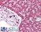 Peroxisome Proliferator Activated Receptor Delta antibody, LS-B45, Lifespan Biosciences, Immunohistochemistry frozen image 