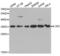 Interleukin 1 Receptor Type 2 antibody, LS-C331755, Lifespan Biosciences, Western Blot image 