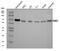 P21 (RAC1) Activated Kinase 3 antibody, A03124-1, Boster Biological Technology, Western Blot image 