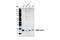 NME/NM23 Nucleoside Diphosphate Kinase 1 antibody, 3345S, Cell Signaling Technology, Western Blot image 