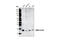 NM23 antibody, 3345S, Cell Signaling Technology, Western Blot image 