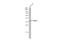 Msh Homeobox 1 antibody, GTX134078, GeneTex, Western Blot image 