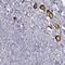 Zona Pellucida Glycoprotein 3 antibody, PA5-62907, Invitrogen Antibodies, Immunohistochemistry frozen image 
