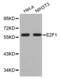 E2F-1 antibody, abx001684, Abbexa, Western Blot image 