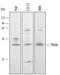 Toll Like Receptor Adaptor Molecule 2 antibody, AF4348, R&D Systems, Western Blot image 