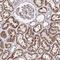 Lactamase Beta 2 antibody, NBP1-92064, Novus Biologicals, Immunohistochemistry frozen image 