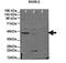 Sorting Nexin 5 antibody, TA334533, Origene, Western Blot image 
