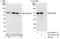 p65 antibody, A301-824A, Bethyl Labs, Western Blot image 