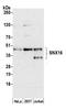 Sorting Nexin 16 antibody, A305-721A-M, Bethyl Labs, Western Blot image 