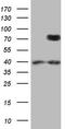 COX2 antibody, TA805224, Origene, Western Blot image 