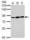 Ezrin antibody, PA5-29358, Invitrogen Antibodies, Western Blot image 