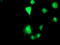 Transmembrane Serine Protease 5 antibody, TA503427, Origene, Immunofluorescence image 