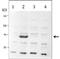 Cre Recombinase antibody, TA160028, Origene, Western Blot image 