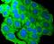 KIT Ligand antibody, NBP2-67622, Novus Biologicals, Immunofluorescence image 