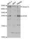 Growth Factor, Augmenter Of Liver Regeneration antibody, abx004183, Abbexa, Western Blot image 
