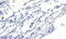AIF1 antibody, 45-219, ProSci, Immunofluorescence image 