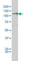 Protein Tyrosine Kinase 2 antibody, LS-C198029, Lifespan Biosciences, Western Blot image 
