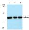 Jun Proto-Oncogene, AP-1 Transcription Factor Subunit antibody, AP06055PU-N, Origene, Western Blot image 