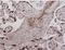 Interleukin 17 Receptor B antibody, NBP2-11673, Novus Biologicals, Immunohistochemistry frozen image 