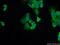 Keratin 14 antibody, 60320-1-Ig, Proteintech Group, Immunofluorescence image 