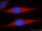 Serine/Threonine Kinase 4 antibody, 22245-1-AP, Proteintech Group, Immunofluorescence image 
