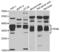 Proenkephalin-A antibody, abx004817, Abbexa, Western Blot image 