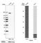 Transmembrane protein 2 antibody, HPA044889, Atlas Antibodies, Western Blot image 