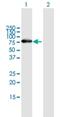 Zinc Finger Protein 254 antibody, H00009534-B01P, Novus Biologicals, Western Blot image 