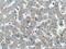 Glucagon Receptor antibody, 26784-1-AP, Proteintech Group, Immunohistochemistry frozen image 