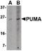 BCL2 Binding Component 3 antibody, MA5-15755, Invitrogen Antibodies, Western Blot image 